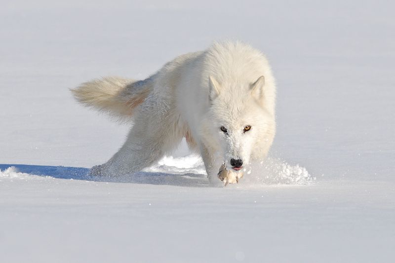 The Unique White Coat