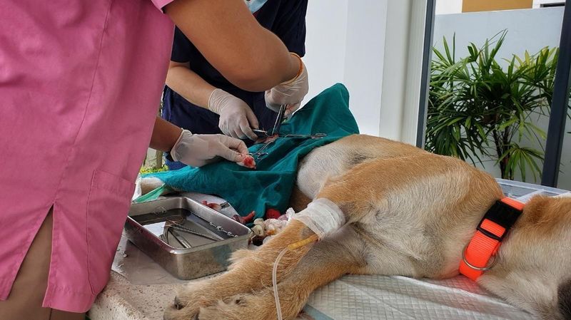 The Value of Spaying and Neutering