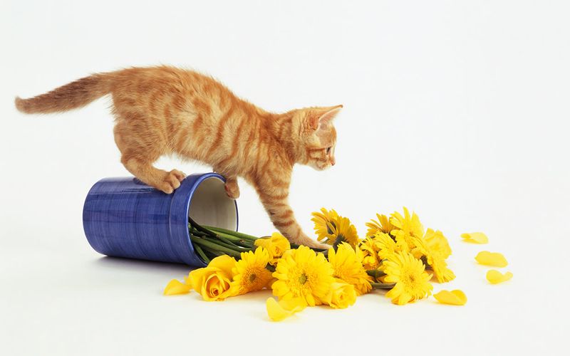 The Vase Toppler