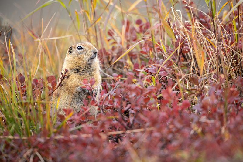 The Vibrant Arctic Ground Squirrel