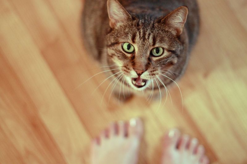 The Vocal Demander