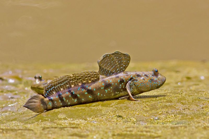 The Walking Fish
