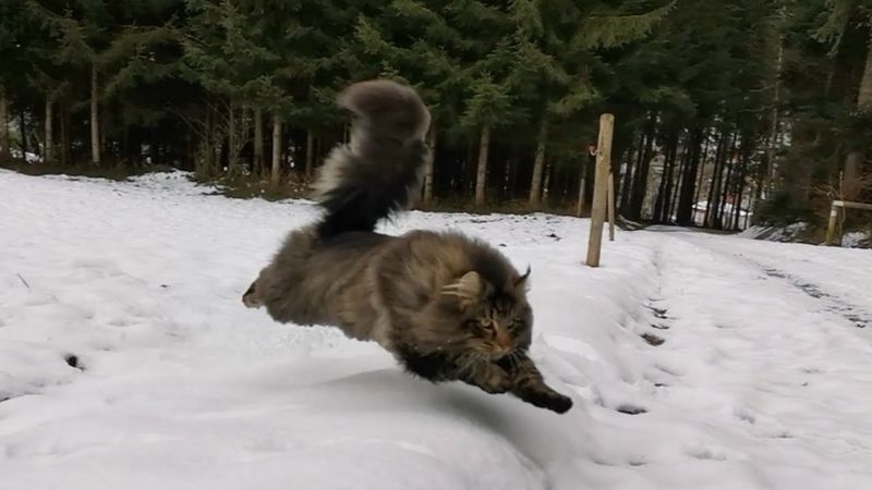The Watchful Norwegian Forest Cat