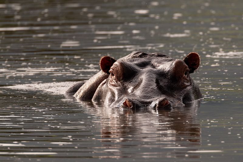 The Water Trap