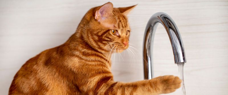 The Water Whisperer