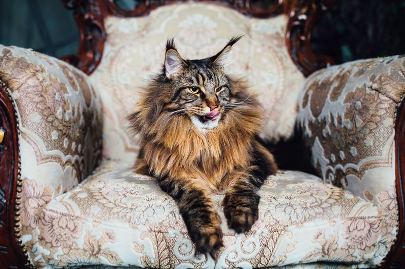 The Whiskered Wizard