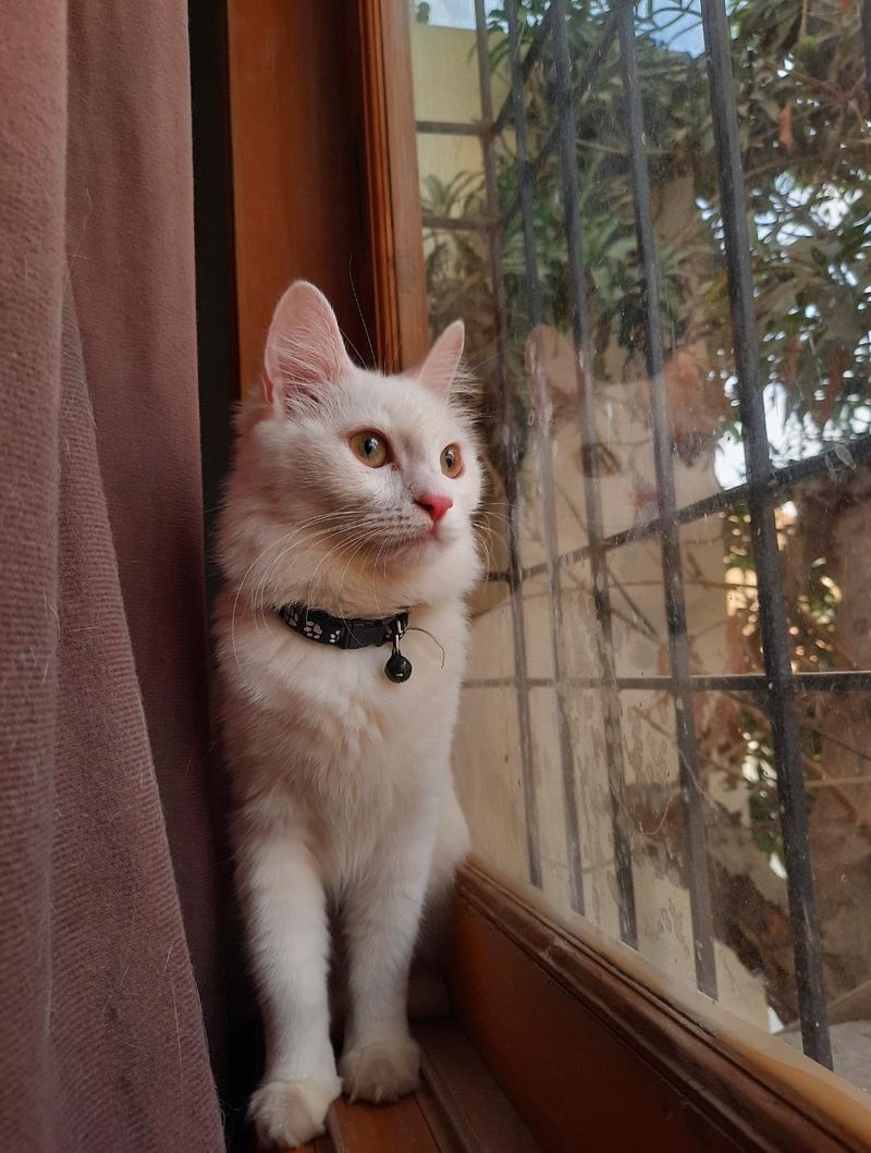 The Window Watcher