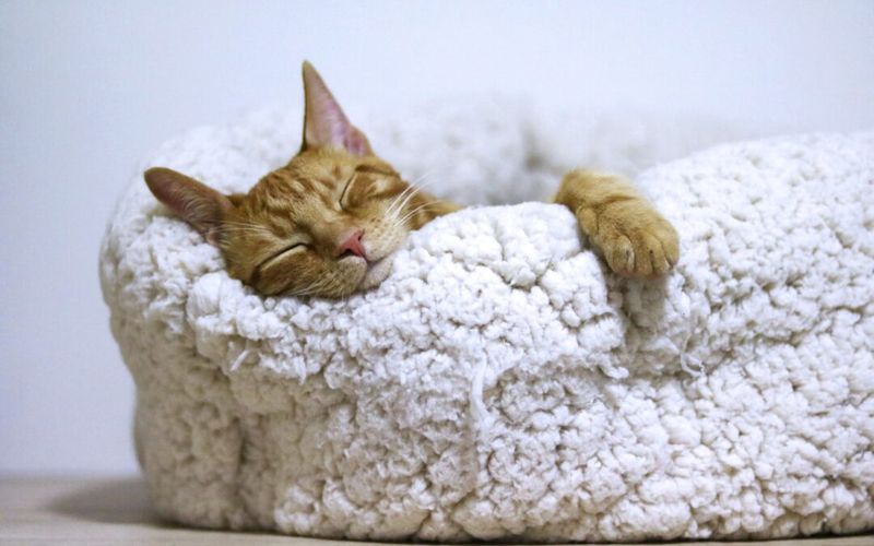 Therapeutic Cat Dens