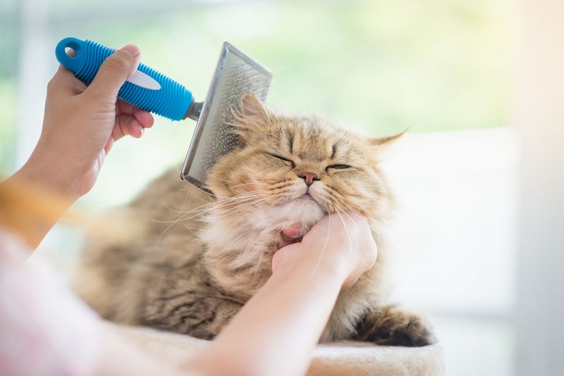 Therapeutic Cat Grooming