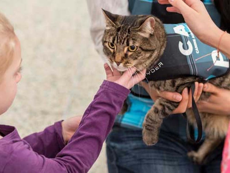 Therapy Animal Programs