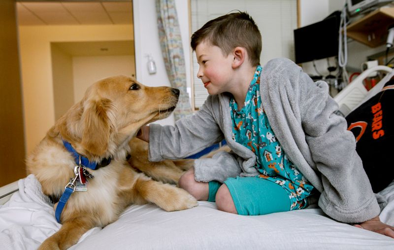 Therapy Animal Programs