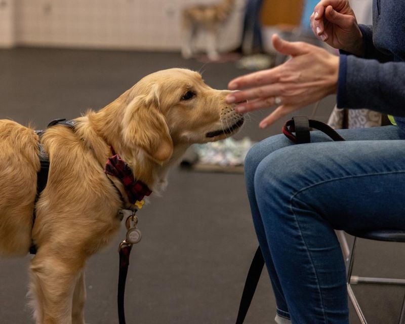Therapy Dog Training