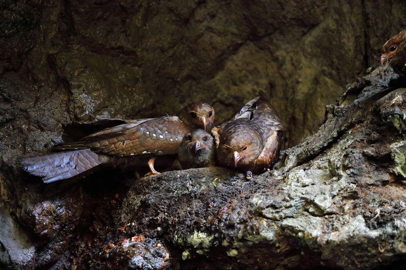 Thermal Regulation of Oilbirds
