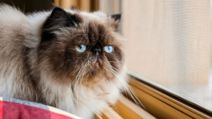 These 13 Cat Breeds Hate Being Left Alone (These 7 Handle Alone Time Better)