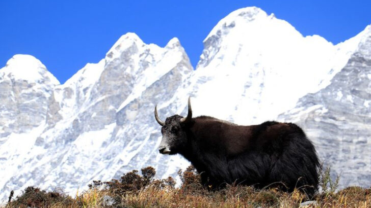 These 18 Mount Everest Animals Survive in Unthinkable Conditions