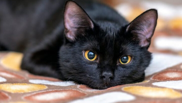 They Meant That: 15 Cats Who Threw Shade, Side-Eyes, and Full-On Attitude