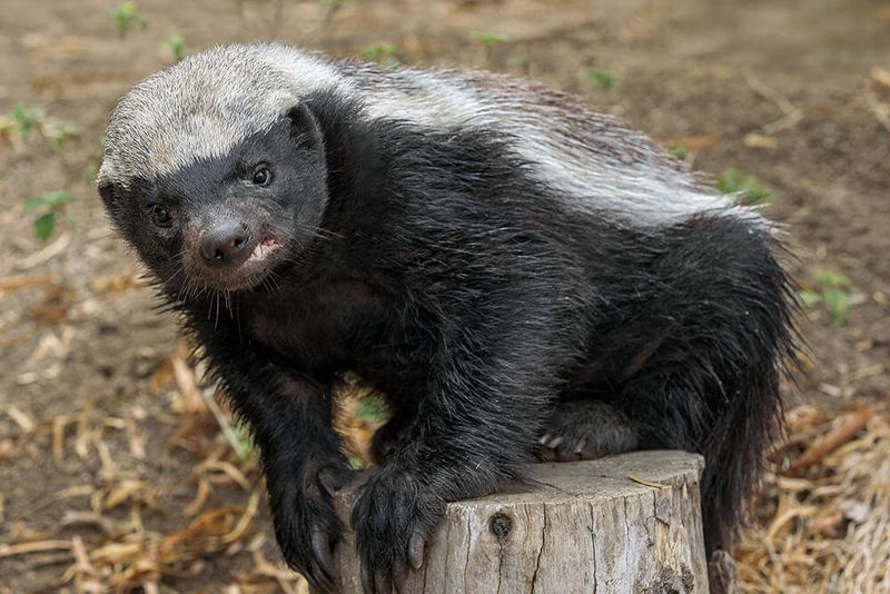 Thick Skin and Loose Fur