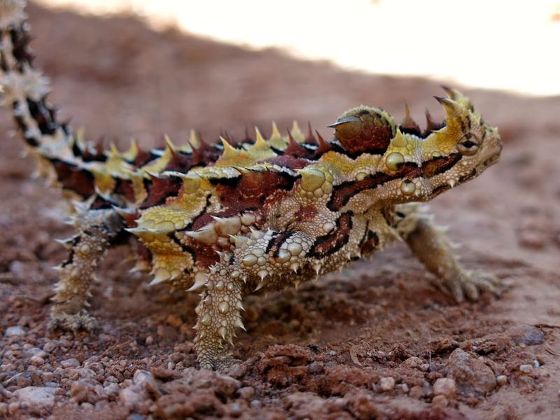 Thorny Devil