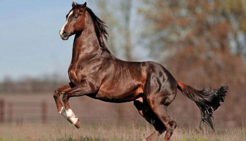 Thoroughbred