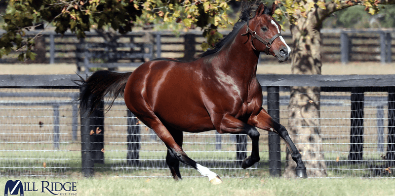 Thoroughbred