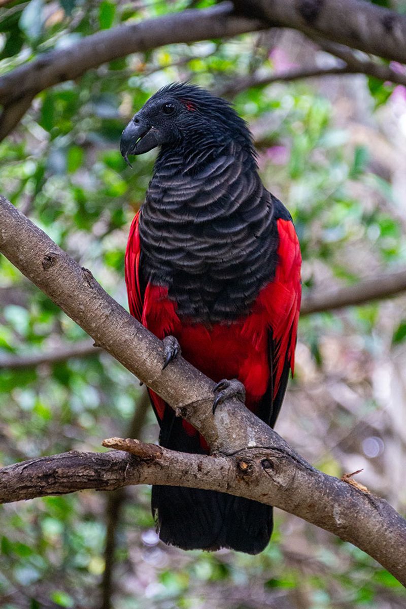 Threatened by Logging