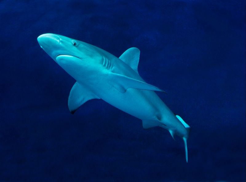 Threats and Conservation