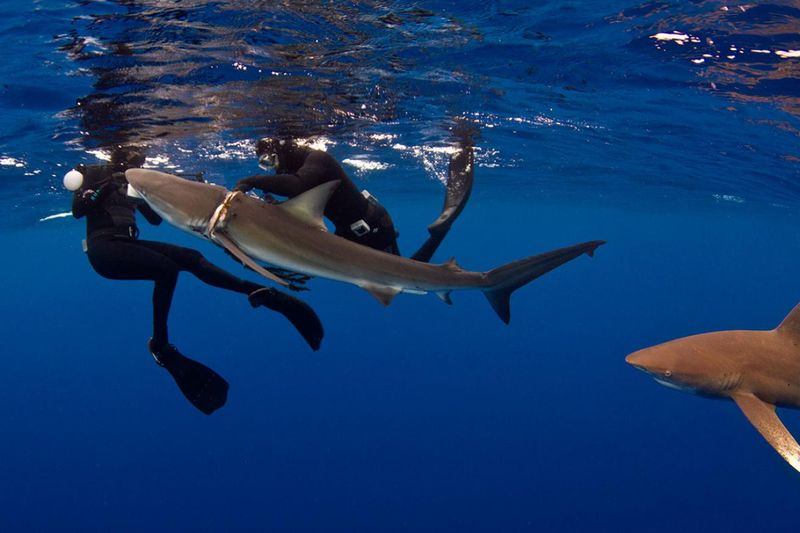Threats and Conservation