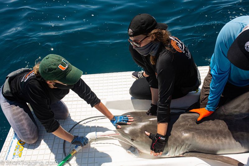 Threats and Conservation