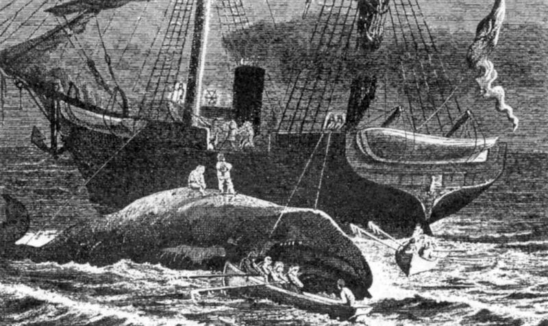 Threats from Whaling