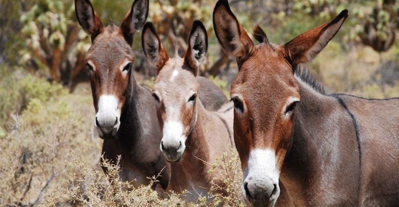 Threats to Wild Donkey Populations