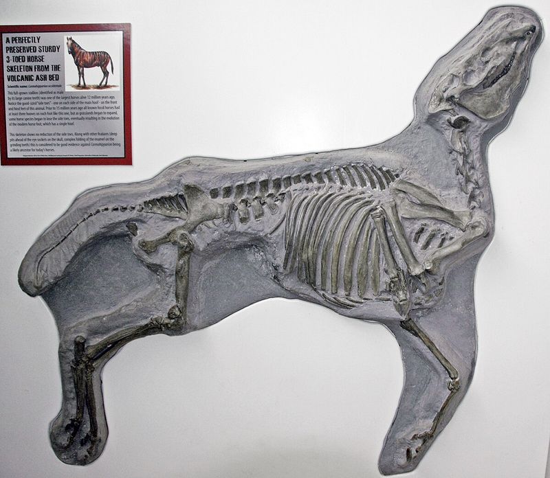 Three-Toed Horse Fossil