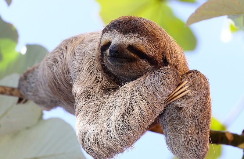 Three-toed Sloth
