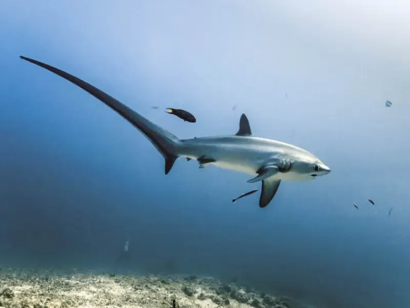 Thresher Shark