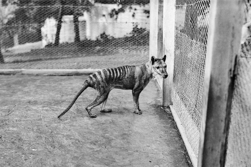 Thylacine