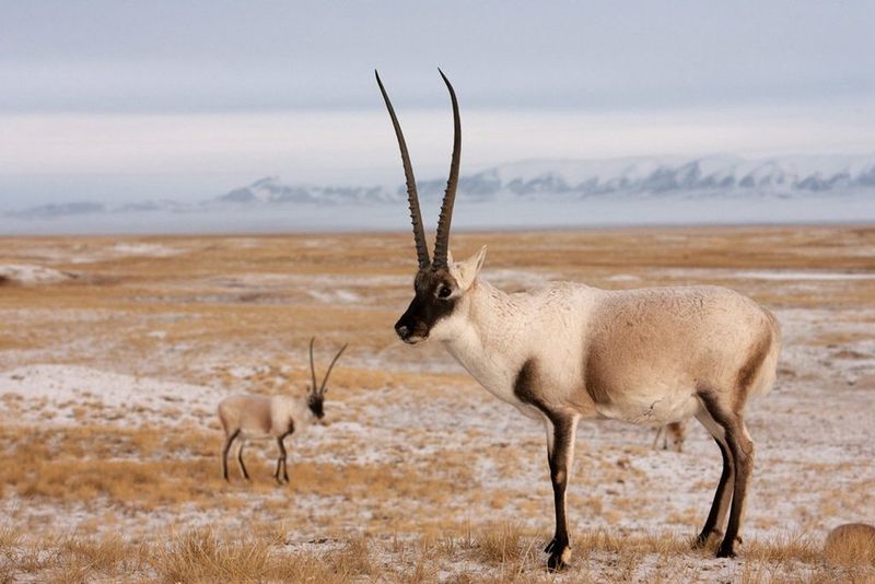 Tibetan Antelope (Chiru)