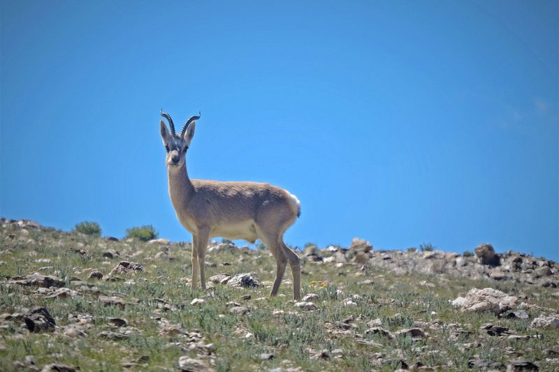 Tibetan Gazelle