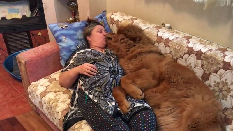 Tibetan Mastiff