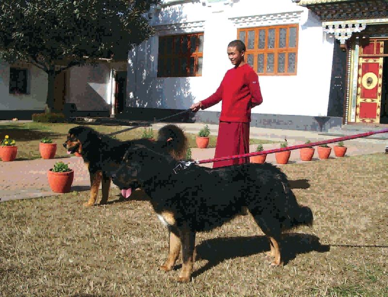 Tibetan Mastiff