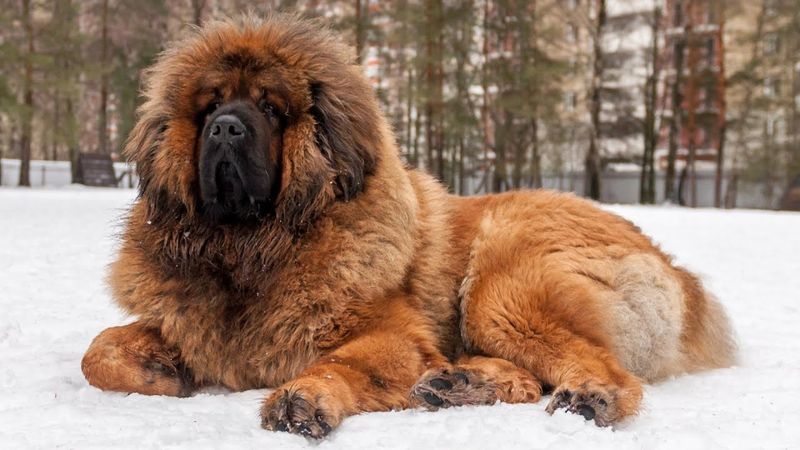Tibetan Mastiff