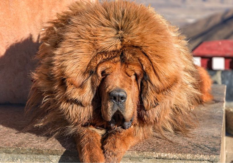 Tibetan Mastiff