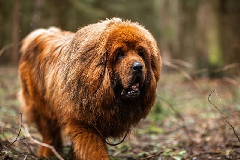 Tibetan Mastiff's Ancient Guardian