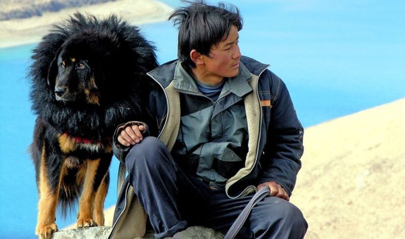 Tibetan Mastiff