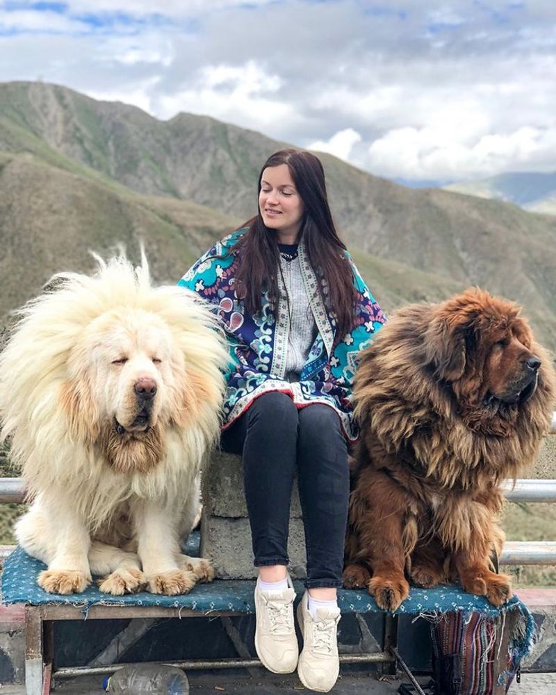 Tibetan Mastiff