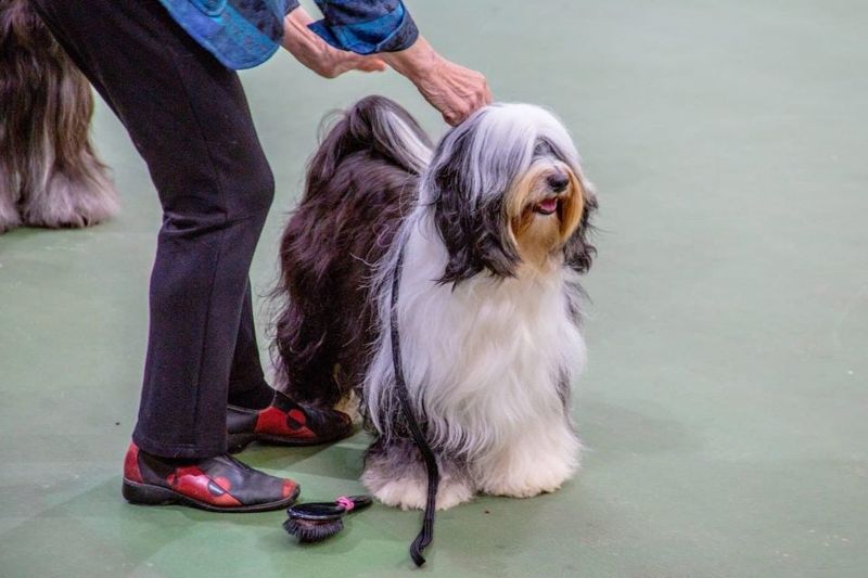 Tibetan Terrier