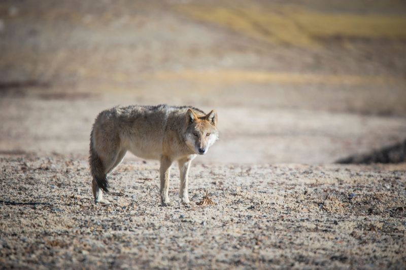 Tibetan Wolf