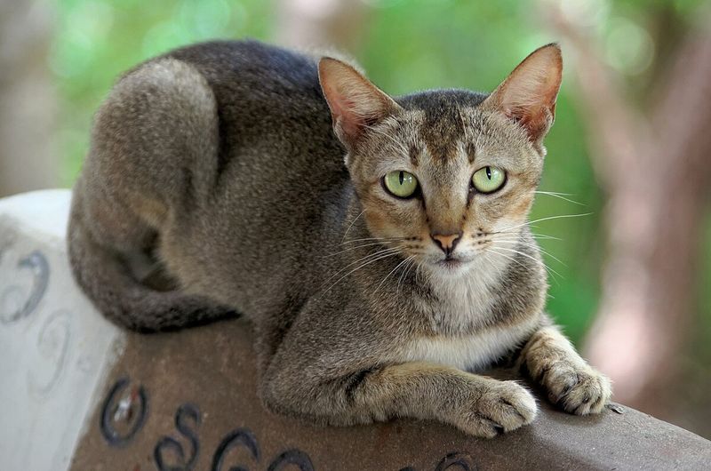 Ticked Tabby