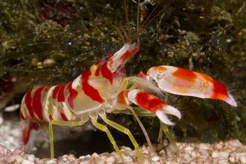 Tiger Pistol Shrimp