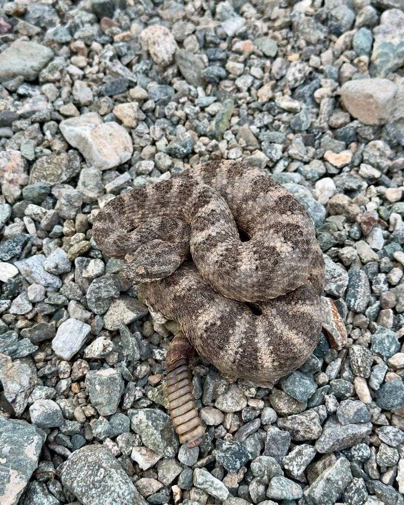 Tiger Rattlesnake