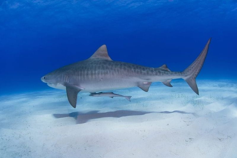 Tiger Shark
