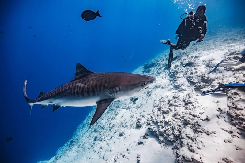 Tiger Shark